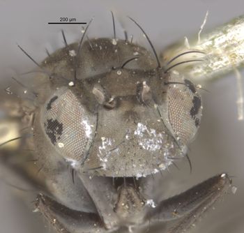 Media type: image;   Entomology 11178 Aspect: head frontal view